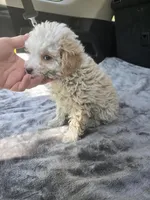 Mickey , a male Poodle - Toy  for sale in Bryant, AL – Photo 4 of 4