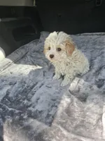 Mickey , a male Poodle - Toy  for sale in Bryant, AL – Photo 3 of 4