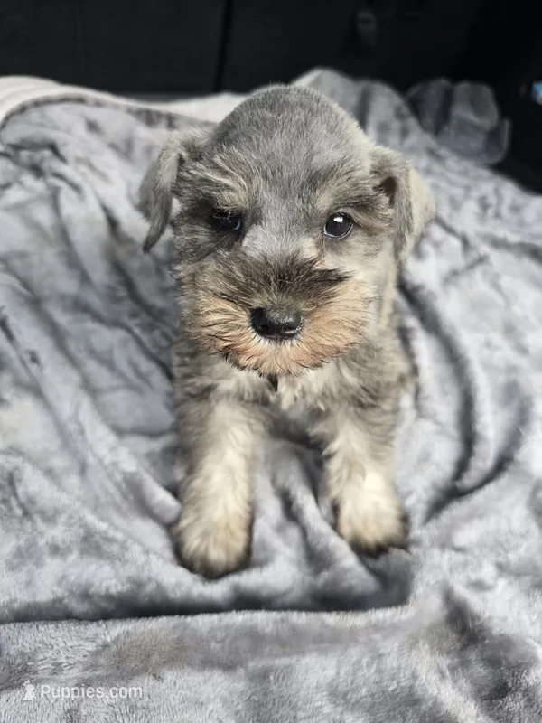 Basty – Miniature Schnauzer puppy for sale in Bryant, AL