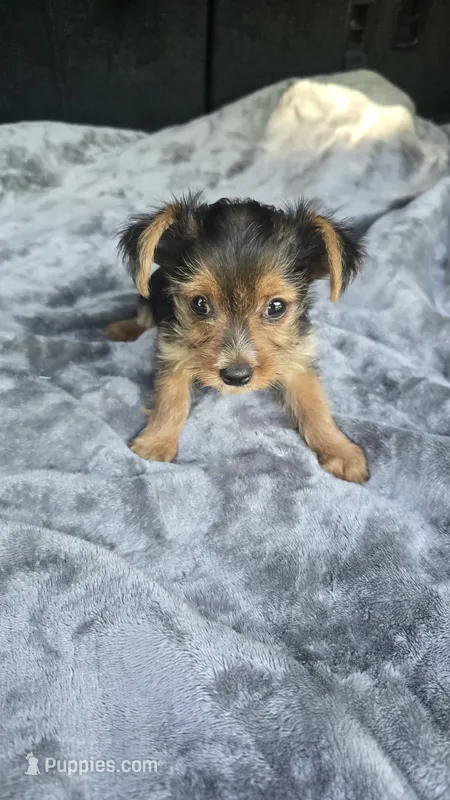 Tiny Susie  – Yorkshire Terrier puppy for sale in Bryant, AL