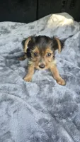 Tiny Susie , a female Yorkshire Terrier for sale in Bryant, AL – 1 of 9