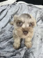 Ben, a male Miniature Schnauzer for sale in Bryant, AL – 4 of 6