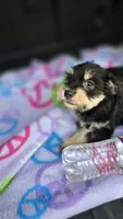 Jack, a male Miniature Schnauzer for sale in Bryant, AL – 3 of 5
