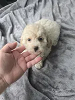 Trampas , a male Poodle - Toy  for sale in Bryant, AL – 2 of 4