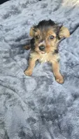 Tiny Susie , a female Yorkshire Terrier for sale in Bryant, AL – 3 of 9