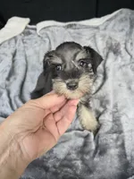 Basty, a female Miniature Schnauzer for sale in Bryant, AL – 6 of 7