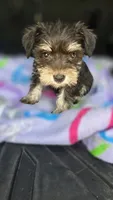 Vinny, a male Miniature Schnauzer for sale in Bryant, AL – 4 of 4