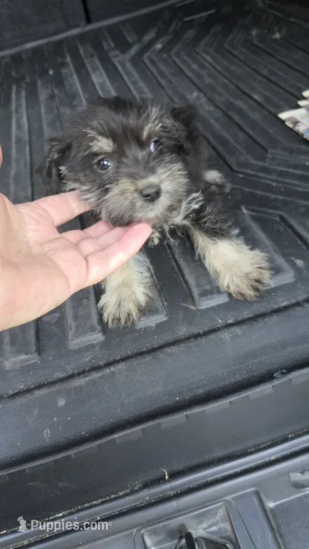 Trampas  – Miniature Schnauzer puppy for sale in Bryant, AL