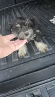 Trampas , a male Miniature Schnauzer for sale in Bryant, AL – 1 of 5