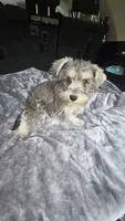 Basty, a female Miniature Schnauzer for sale in Bryant, AL – 2 of 7