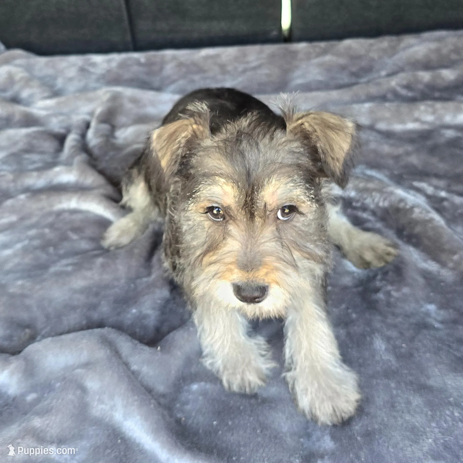 Bailey , a female Miniature Schnauzer for sale in Bryant, AL – Photo 3 of 3