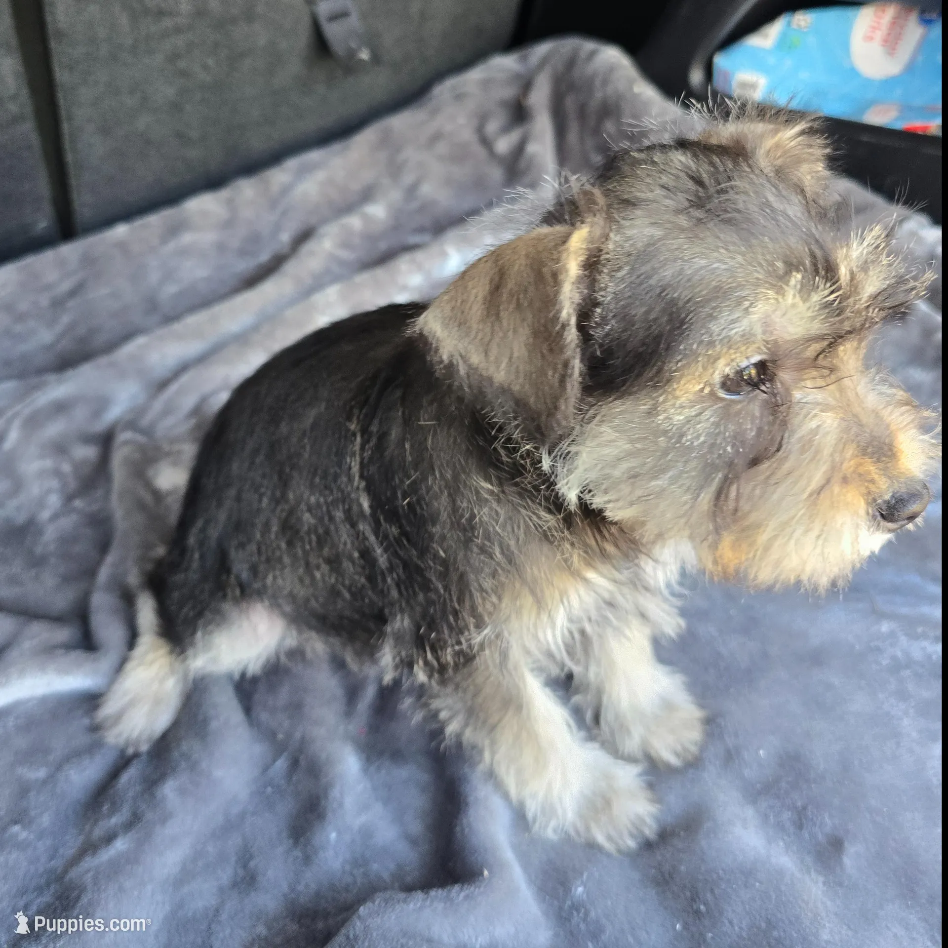 Bailey , a female Miniature Schnauzer for sale in Bryant, AL – Photo 2 of 3