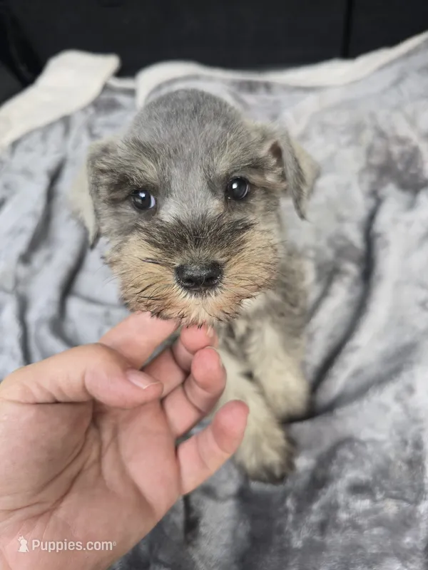Basty – Miniature Schnauzer puppy for sale in Bryant, AL