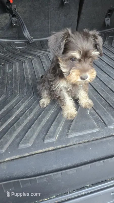 Vinny – Miniature Schnauzer puppy for sale in Bryant, AL