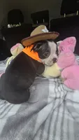 Luna, a female Boston Terrier for sale in Bryant, AL – 7 of 9