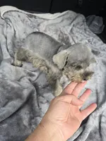 Mary Jane, a female Miniature Schnauzer for sale in Bryant, AL – 3 of 5