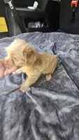 Camron, a male Yorkipoo for sale in Bryant, AL – 6 of 6