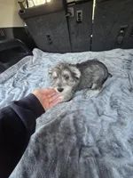 Camron, a male Miniature Schnauzer for sale in Bryant, AL – Photo 4 of 4