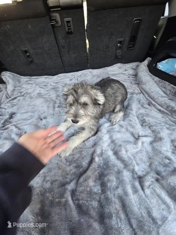 Camron – Miniature Schnauzer puppy for sale in Bryant, AL
