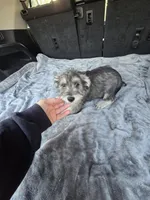 Camron, a male Miniature Schnauzer for sale in Bryant, AL – Photo 2 of 4