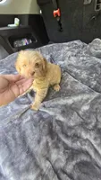 Camron, a male Yorkipoo for sale in Bryant, AL – 5 of 6