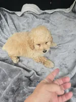 Bambi , a male Poodle - Toy  for sale in Bryant, AL – 3 of 3