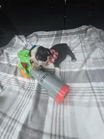 Zeus, a male Boston Terrier for sale in Bryant, AL – 2 of 7