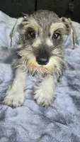Bailey , a female Miniature Schnauzer for sale in Bryant, AL – 6 of 8