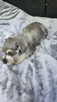 Bailey , a female Miniature Schnauzer for sale in Bryant, AL – 4 of 8