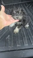 Trampas , a male Miniature Schnauzer for sale in Bryant, AL – 5 of 5