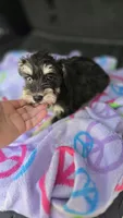 Amy, a female Miniature Schnauzer for sale in Bryant, AL – 3 of 6