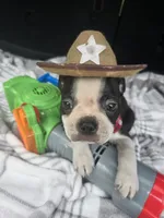Teddy, a male Boston Terrier for sale in Bryant, AL – 3 of 10
