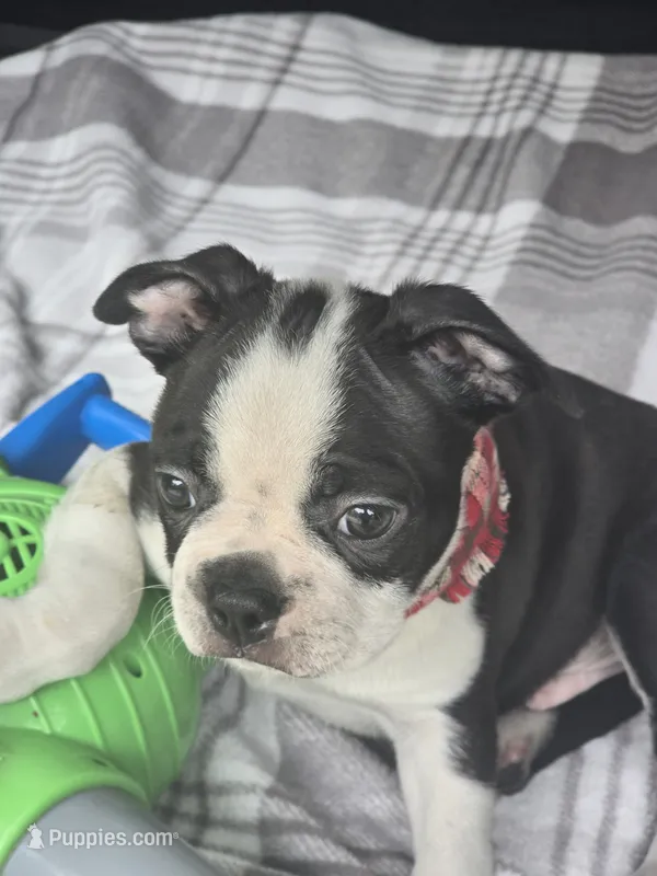 Milo – Boston Terrier puppy for sale in Bryant, AL