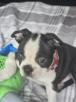 Milo, a male Boston Terrier for sale in Bryant, AL – 1 of 5