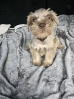 Ben, a male Miniature Schnauzer for sale in Bryant, AL – 5 of 6
