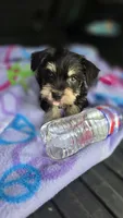 Jack, a male Miniature Schnauzer for sale in Bryant, AL – 2 of 5