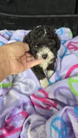 Micky, a male Poodle - Toy  for sale in Bryant, AL – 3 of 7