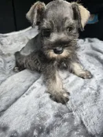 Susanna , a female Miniature Schnauzer for sale in Bryant, AL – 2 of 5