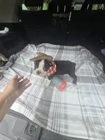 Zeus, a male Boston Terrier for sale in Bryant, AL – 4 of 7
