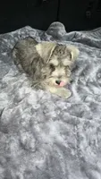 Basty, a female Miniature Schnauzer for sale in Bryant, AL – 5 of 7
