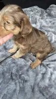 Landen, a male Yorkipoo for sale in Bryant, AL – 3 of 5