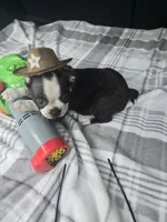 Milo, a male Boston Terrier for sale in Bryant, AL – 2 of 5