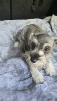 Bailey , a female Miniature Schnauzer for sale in Bryant, AL – 8 of 8
