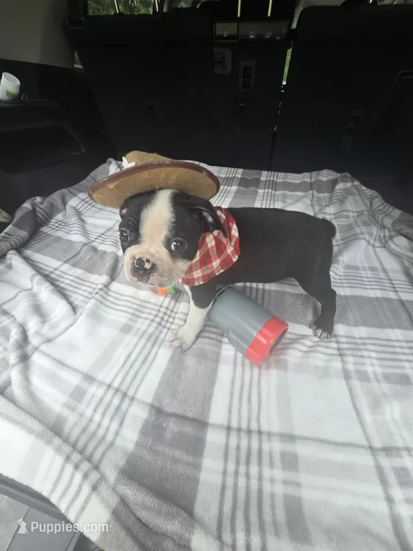 Zeus – Boston Terrier puppy for sale in Bryant, AL