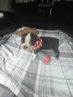 Zeus, a male Boston Terrier for sale in Bryant, AL – 1 of 7