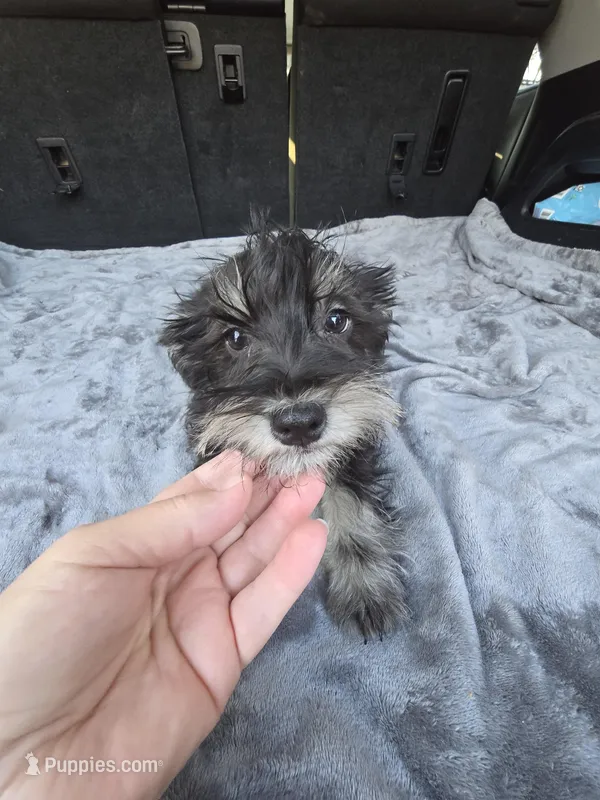 MAX – Miniature Schnauzer puppy for sale in Bryant, AL