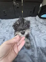 MAX, a male Miniature Schnauzer for sale in Bryant, AL – Photo 1 of 4