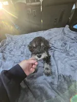 MAX, a male Miniature Schnauzer for sale in Bryant, AL – Photo 2 of 4