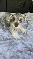 Bailey , a female Miniature Schnauzer for sale in Bryant, AL – 5 of 8