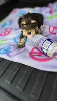 Vinny, a male Miniature Schnauzer for sale in Bryant, AL – 3 of 4